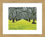 Orchard Carpet (Framed) -  Dennis Frates - McGaw Graphics