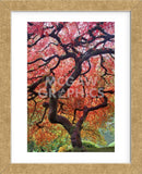 Autumn Patriarch (Framed) -  Dennis Frates - McGaw Graphics