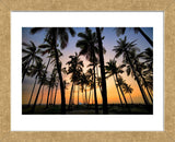 Palm Forest (Framed) -  Dennis Frates - McGaw Graphics