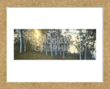 Hillside Birches  (Framed) -  Elissa Gore - McGaw Graphics