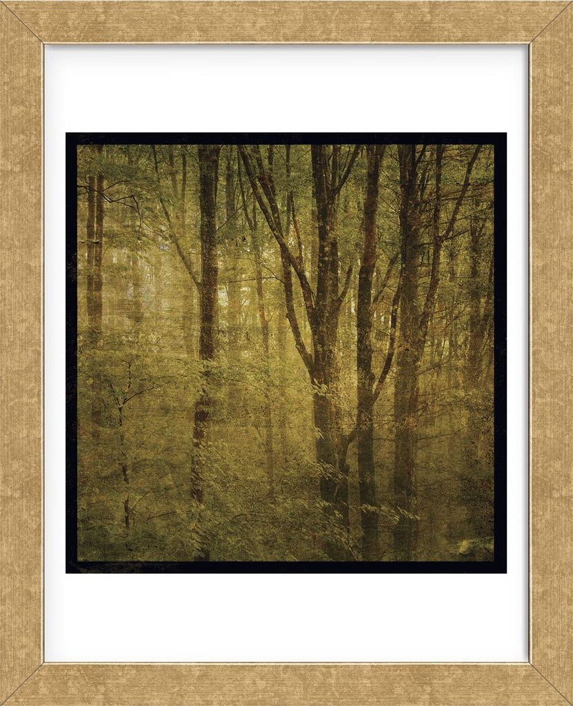 Fog in Mountain Trees No. 2 (Framed) | McGaw Graphics