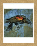 Red Wing Blackbird No. 1 (Framed) -  John W. Golden - McGaw Graphics
