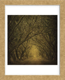 Evergreen Oak Alley (vertical view) (Framed) -  William Guion - McGaw Graphics