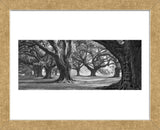 Oak Alley West Row (Framed) -  William Guion - McGaw Graphics