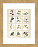 Kent Garden Fragments  (Framed) -  Annabel Hewitt - McGaw Graphics