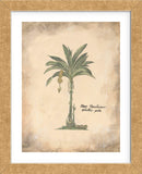 Plantain Palm  (Framed) -  Annabel Hewitt - McGaw Graphics