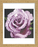 Rose (Framed) -  Elizabeth Hellman - McGaw Graphics