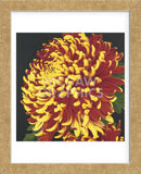 Chrysanthemum 2  (Framed) -  Elizabeth Hellman - McGaw Graphics