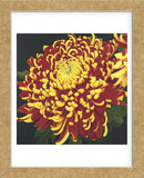 Chrysanthemum 1  (Framed) -  Elizabeth Hellman - McGaw Graphics