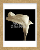 Lily (Framed) -  Michael Harrison - McGaw Graphics