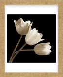 Three Tulips (Framed) -  Michael Harrison - McGaw Graphics
