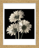 Gerber Daisies 2 (Framed) -  Michael Harrison - McGaw Graphics