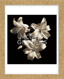 Three Lilies (Framed) -  Michael Harrison - McGaw Graphics