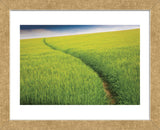 Seductive Path (Framed) -  Michael Hudson - McGaw Graphics