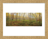Birch Forest Panorama (Framed) -  Michael Hudson - McGaw Graphics