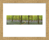 Bluebell Woods Panorama (Framed) -  Michael Hudson - McGaw Graphics