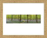 Bluebell Woods Panorama (Framed) -  Michael Hudson - McGaw Graphics