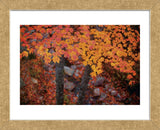 Suspended Maple Leaves (Framed) -  Michael Hudson - McGaw Graphics