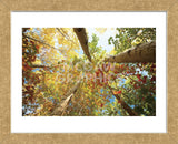 Forest Canopy (Framed) -  Michael Hudson - McGaw Graphics