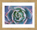 Echeveria Afterglow (Framed) -  Michael Hudson - McGaw Graphics