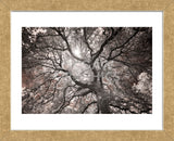 Ethereal Tree (Framed) -  Michael Hudson - McGaw Graphics