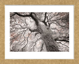 Glowing Tree (Framed) -  Michael Hudson - McGaw Graphics