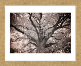 Magnificent Oak (Framed) -  Michael Hudson - McGaw Graphics