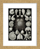 Thalamphora (Framed) -  Ernst Haeckel - McGaw Graphics