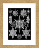 Acanthophracta (Framed) -  Ernst Haeckel - McGaw Graphics