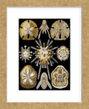 Echinidea (Framed) -  Ernst Haeckel - McGaw Graphics