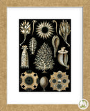 Calcispongiae (Framed) -  Ernst Haeckel - McGaw Graphics