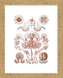 Anthomedusae (Framed) -  Ernst Haeckel - McGaw Graphics