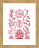 Florideae (Framed) -  Ernst Haeckel - McGaw Graphics