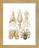 Gamochonia (Framed) -  Ernst Haeckel - McGaw Graphics