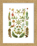 Hepaticae (Framed) -  Ernst Haeckel - McGaw Graphics