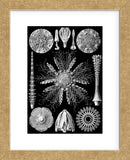 Microscopic Echinidea (Framed) -  Ernst Haeckel - McGaw Graphics
