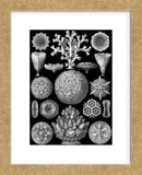 Microscopic Hexacoralla (Framed) -  Ernst Haeckel - McGaw Graphics