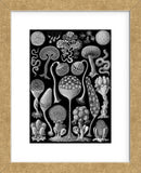 Microscopic Mycetozoa (Framed) -  Ernst Haeckel - McGaw Graphics