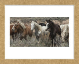 Pasture Pals (color) (Framed) -  Barry Hart - McGaw Graphics