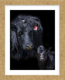 Black Angus (Framed) -  Barry Hart - McGaw Graphics