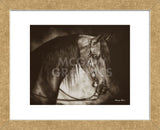 Desert Arabian (Framed) -  Barry Hart - McGaw Graphics