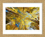 Aspens on the Canon Brook Trail (Framed) -  Michael Hudson - McGaw Graphics