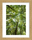 Woods, Shenandoah National Park (Framed) -  Michael Hudson - McGaw Graphics