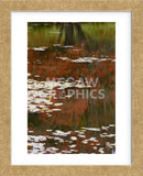 Lily Pads and Red Maple (Framed) -  Michael Hudson - McGaw Graphics