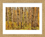 Birch Trees, Acadia (Framed) -  Michael Hudson - McGaw Graphics
