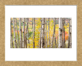 Autumn Woods, Acadia (Framed) -  Michael Hudson - McGaw Graphics