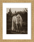Stallion in the Garden (Framed) -  Barry Hart - McGaw Graphics