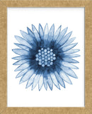 Blue Daisy (Framed) -  Cathe Hendrick - McGaw Graphics