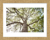 Enticing Oak (Framed) -  Michael Hudson - McGaw Graphics