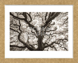 Ancient Oak (Framed) -  Michael Hudson - McGaw Graphics